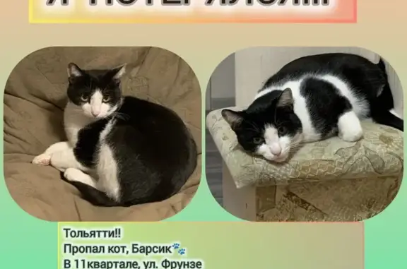 Найдена собака, Московский проспект, 6, Тольятти - коротколапый метис немецкой овчарки - photo