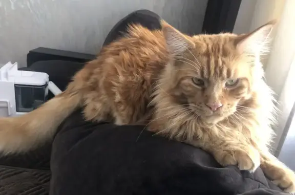 Пропала кошка, 9-я Заовражная улица, Калачинск - рыжая с мраморной окраской - photo