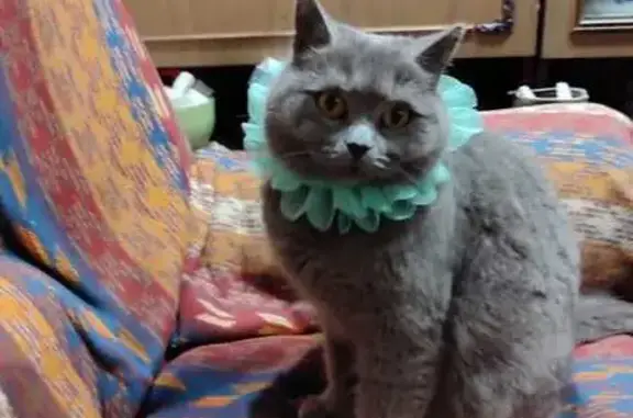 Пропала кошка, Российская улица, Малей - серая британка, стерилизованная - photo