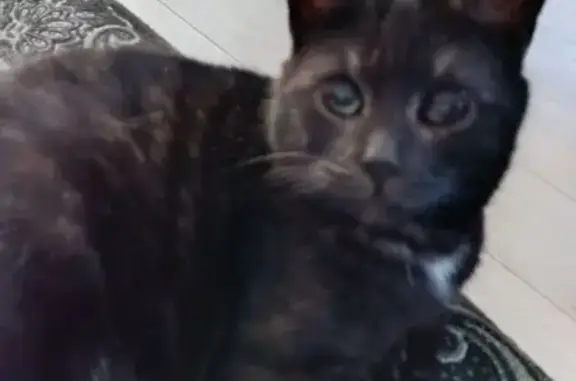 Пропала кошка, 10-я Северная улица, 85, Шуя - черная с белым подшерстком - photo