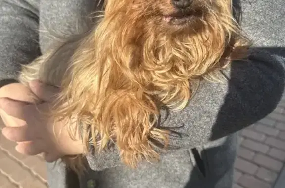 Найдена собака, Екатеринбург, фото: Найдена собака, улица Татищева, Екатеринбург