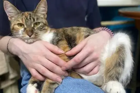 Пропала кошка, улица Доватора, 13, Ульяновск - выпала с окна, боязливая - photo