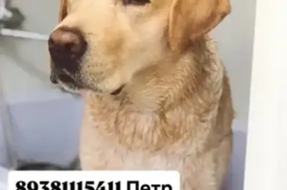 Пропала собака, лабрадор, Ростов-на-Дону - окрас палевый, на хвосте лысое место - photo