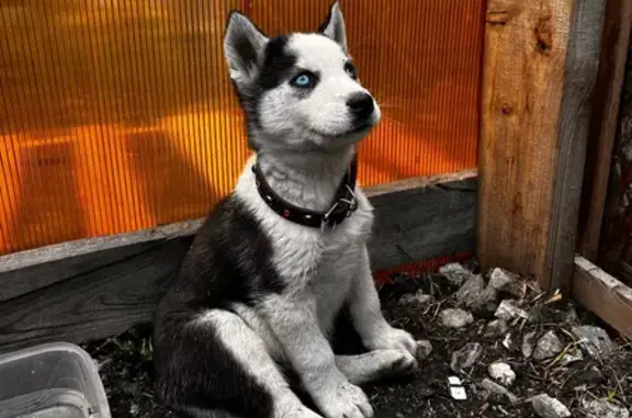 Пропала собака, Шумиха - щенок хаски с голубыми глазами - photo