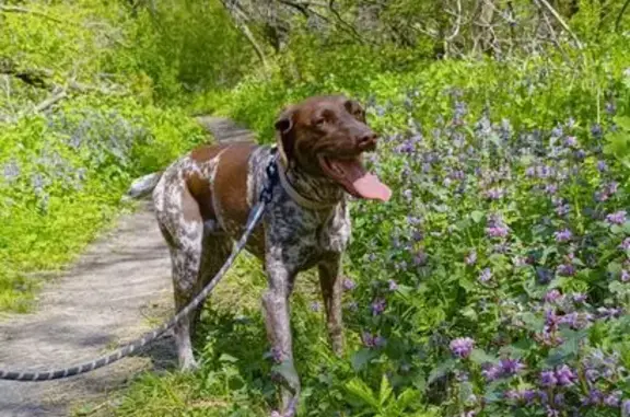 Найдена собака, Ростов-на-Дону, фото: Найдена собака, проспект Сельмаш, Ростов-на-Дону - порода курцхаар, кличка Молли
