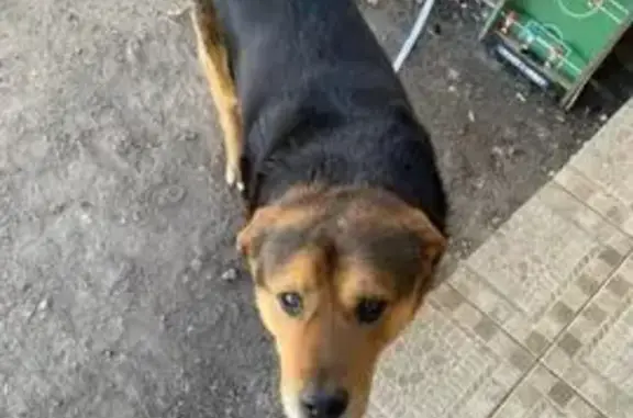 Пропала собака, улица Яна Фабрициуса, Псков - черный кобель с рыжим подпалом - photo