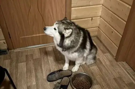 Пропала собака, Ольгино, Московская область - маламут, бывает агрессивный ниже шеи - photo