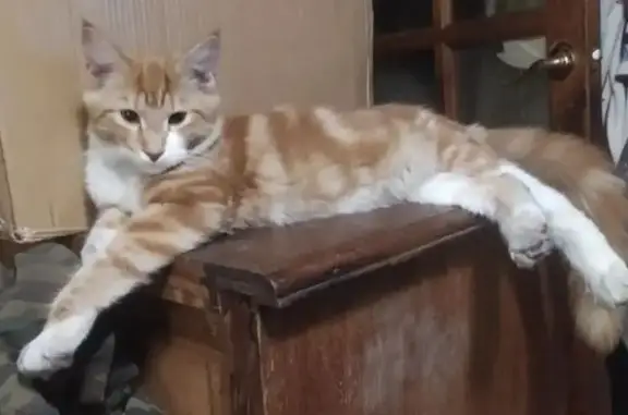 Пропала кошка, Кострома - рыжий мейкун с белыми пятнами - photo