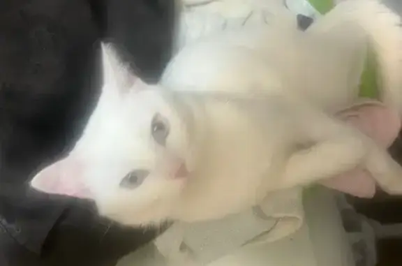 Кошки потеряшки, Ставрополь, фото: Потеряшка кошка, улица Орджоникидзе, 18, Ставрополь - полностью белая с царапиной на носу