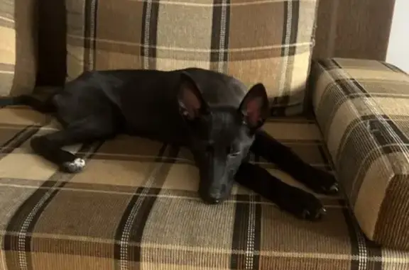 Найдена собака, Ижевск, фото: Найдена собака, Союзная улица, 113, городской округ Ижевск - черная, худая, тонкий хвост