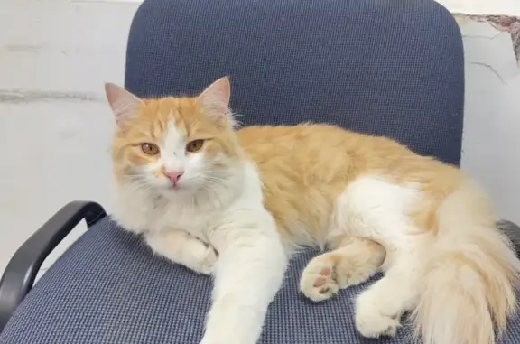 Найдена кошка, Астрахань, фото: Найдена кошка, улица Богдана Хмельницкого, 30, Астрахань - рыжий с белым окрас