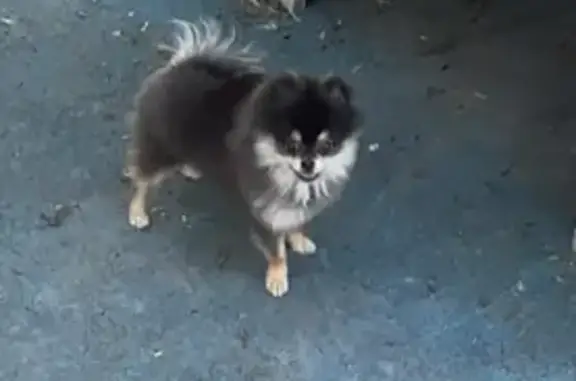 Пропала собака, Малая Семёновская улица, 15/17 к5, Москва - выскочил из шлейки и убежал - photo