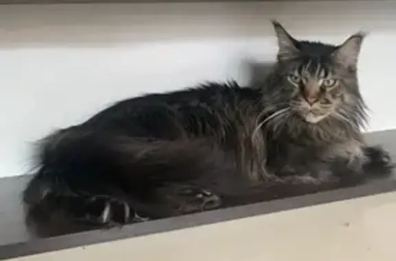 Пропала кошка, Рябиновая улица, Красноярск - кот мейн-кун с острыми ушами - photo