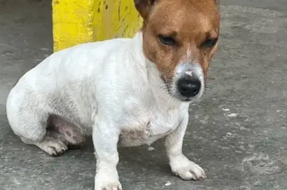 Найдена собака, Пермь, фото: Найдена собака, Уинская улица, 15А, Пермь - бегает по району с 8.00