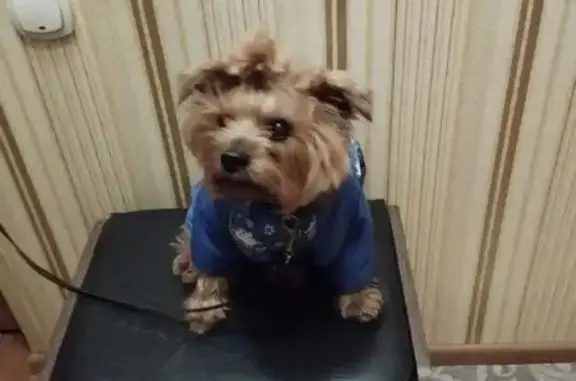 Пропала собака, улица Гайдара, 159, Нижний Тагил - коричневый комбез с желтыми пятнами - photo