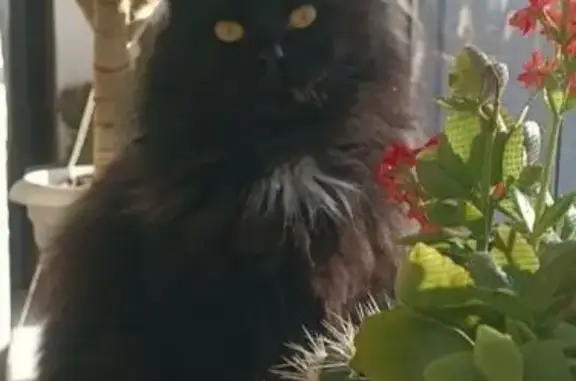 Пропала кошка, Грушевская - пушистая с желтыми глазами - photo