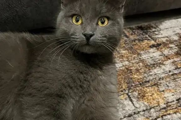 Пропала кошка, Невская улица, 29, Энгельс - серого цвета с белой грудью - photo