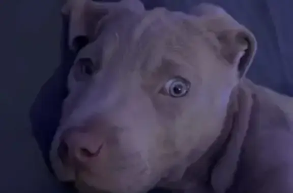 Пропала собака, Советская улица, Янтарный - сероватого цвета - photo