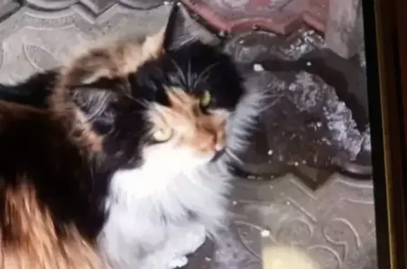 Пропала кошка, 2-я улица Красина, 14/2, Тверь - трехцветная, стерилизованная - photo