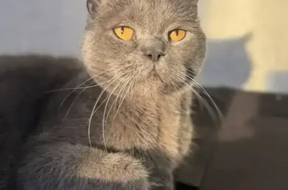 Пропала кошка, проспект Строителей, 84, Пенза - серый окрас, рыжие глаза - photo