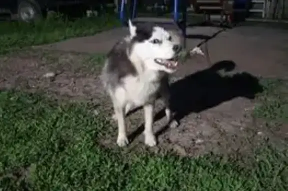 Пропала собака, 3-я Линия, Весенний сельсовет - белая с чёрным, коричневое пятно на глазу - photo