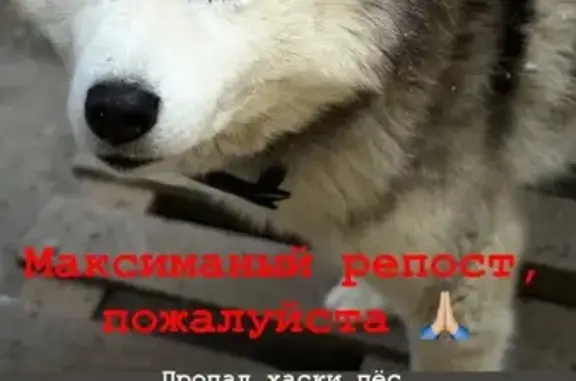 Пропала собака, Чапаевская улица, 45, Ростов-на-Дону - с ошейником и ранками - photo
