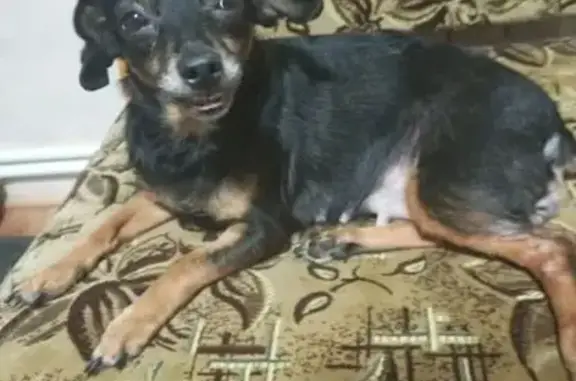 Пропала собака, 03Н-181, Комсомольское - черная и отзывчивая - photo