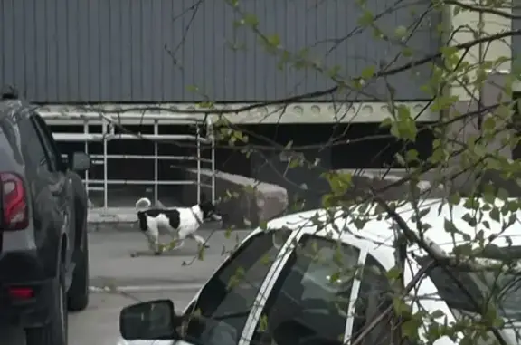 Найдена собака, Южно-Челябинский Прииск, фото: Найдена собака, улица Агалакова, Южно-Челябинский Прииск - в ошейнике гуляет с обеда