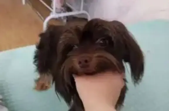 Пропала собака, Часовая улица, 36, Чистополь - шоколадного цвета, трусливая - photo