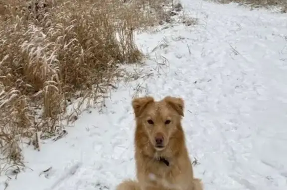 Пропала собака, Ленинградское шоссе, 18, Александровская - рыжий и очень добрый - photo