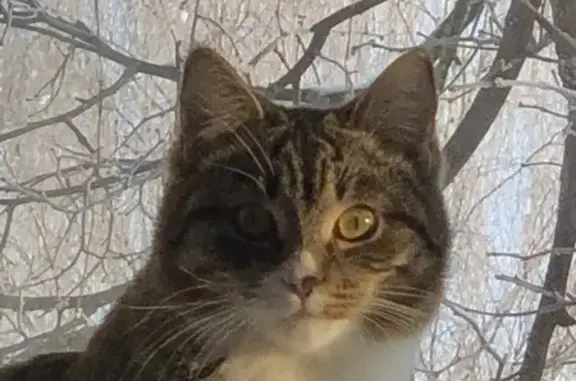 Пропала кошка, улица Ленина, 6, Сафоново - беленькие носочки, пятнышко на носике - photo