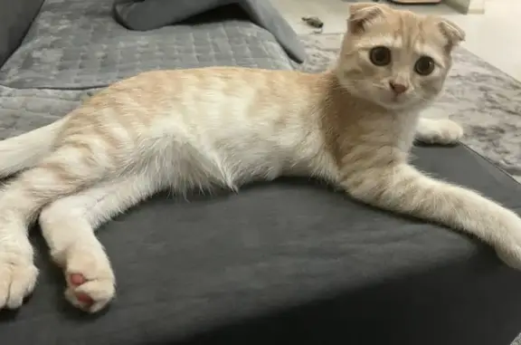 Пропала кошка, Коммунистическая улица, 7, Куйбышев - рыжая вислоухая - photo