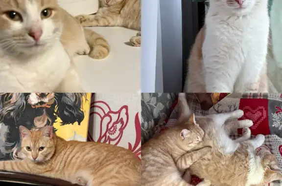 Пропала кошка, Северная улица, 5, Сергиевск - кастрирована, ушла 24 и 25 апреля - photo