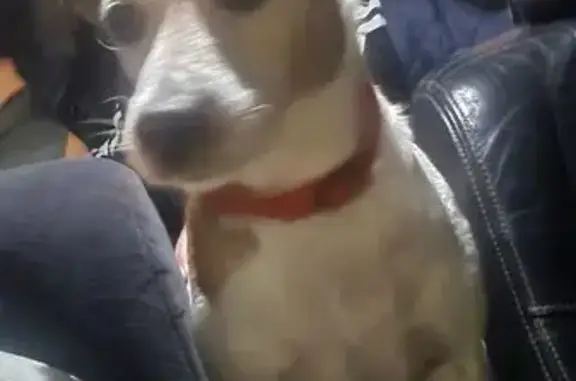 Найдена собака, Красноярск, фото: Найдена собака, Красноярск - очень общительная