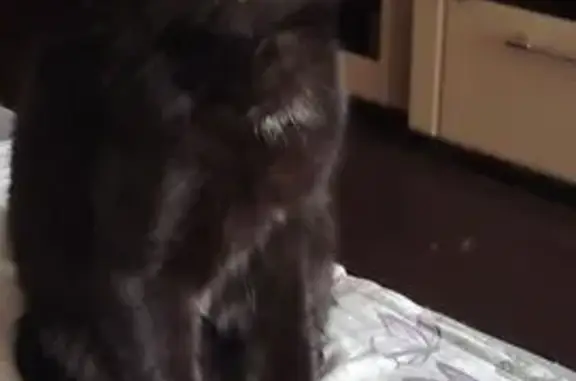 Пропала кошка, улица Чуковского, 1, Тольятти - чёрная с белыми пятнышками - photo