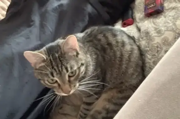 Кошки потеряшки, Дрожжино, фото: Потеряшка кошка, Новое шоссе, 12 к1, Дрожжино - полосатая черепахового окраса