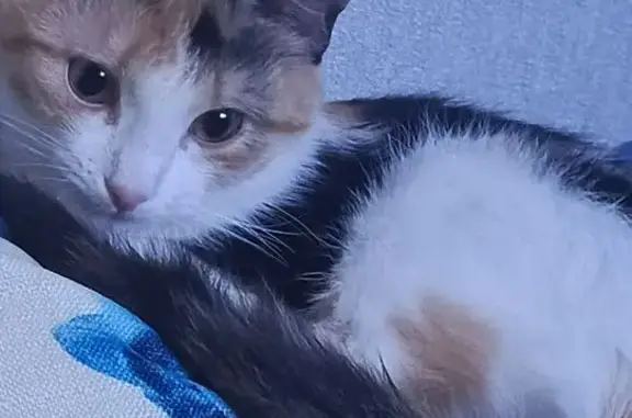 Пропала кошка, Андреевка, Московская область - трёхцветная - photo