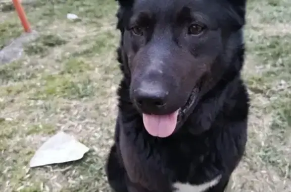 Найдена собака, Челябинск, фото: Найдена собака, улица Молодогвардейцев, Челябинск