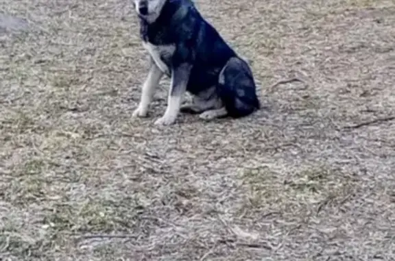 Найдена собака, Новоалтайск, фото: Найдена собака, Октябрьская улица, 17, Новоалтайск - большой, видно, что был домашний