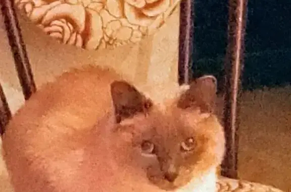 Кошки потеряшки, Талица, фото: Потеряшка кошка, улица Луначарского, 8, Талица - пепельная помесь сиамского