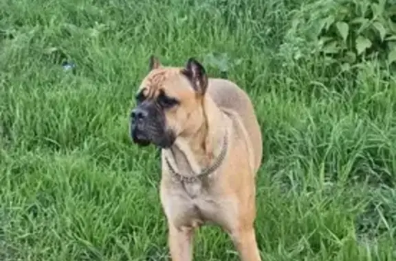 Пропала собака, Линейная улица, Кемерово - сука Кане корсо, кличка Мару - photo