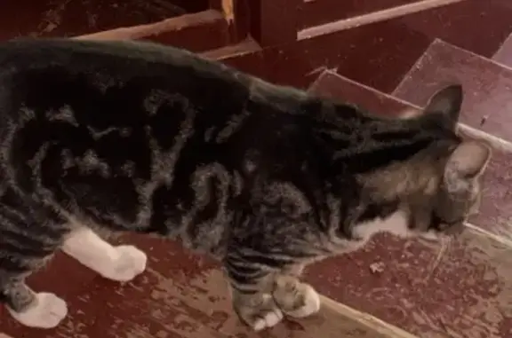 Найдена кошка, Калининград, фото: Найдена кошка, Химическая улица, 3, Калининград - миниатюрная с пятнышками