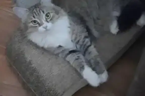 Пропала кошка, улица Державина, 3, Шахты - пушистая с белыми лапками - photo