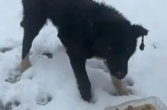 Объявления о пропавших и найденных животных, Дятловка, фото: Найдена собака, Дятловка, Московская область - щенок с порванным ухом