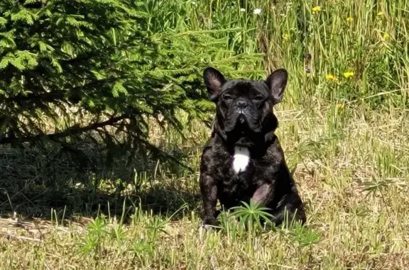 Пропала собака, Кольцевая улица, 11, Тупица, Глушата - общительный и коммуникабельный - photo