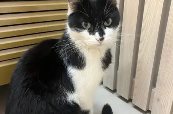 Найдена кошка, Йошкар-Ола, фото: Найдена кошка, улица Свердлова, 48, Йошкар-Ола - черно-белый окрас, зеленые глаза