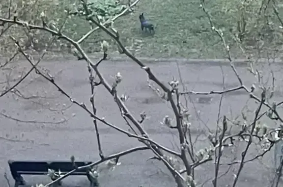 Найдена собака, Нижний Новгород, фото: Найдена собака, улица Сергея Есенина, 30, Нижний Новгород - цвергпинчер, черный подпалый