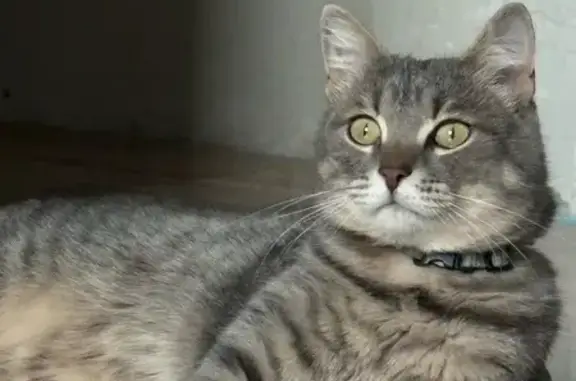 Пропала кошка, улица Селезнёва, 50, Новосибирск - голубоватый ошейник - photo