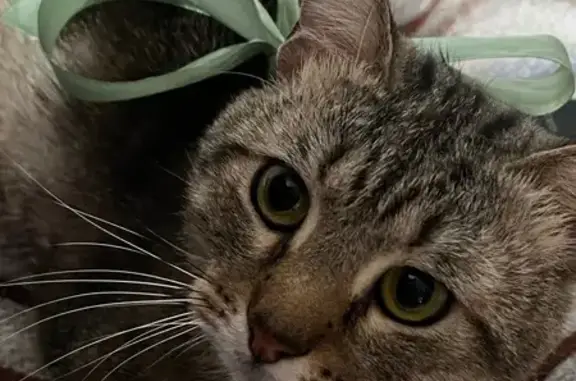 Пропала кошка, улица Коммуны, 30, Сысерть - добрый и ласковый - photo