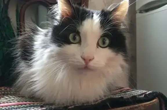 Кошки потеряшки, Оренбург, фото: Потеряшка кошка, Салмышская улица, 52, Оренбург - черно-белая, крупная и пушистая